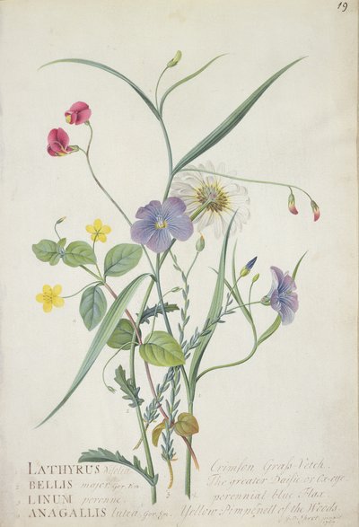 Lathyrus nissolia, Chrysanthemum leucanthemum, Linum perenne, Lysimackia nemorum, 1767 door Georg Dionysius Ehret